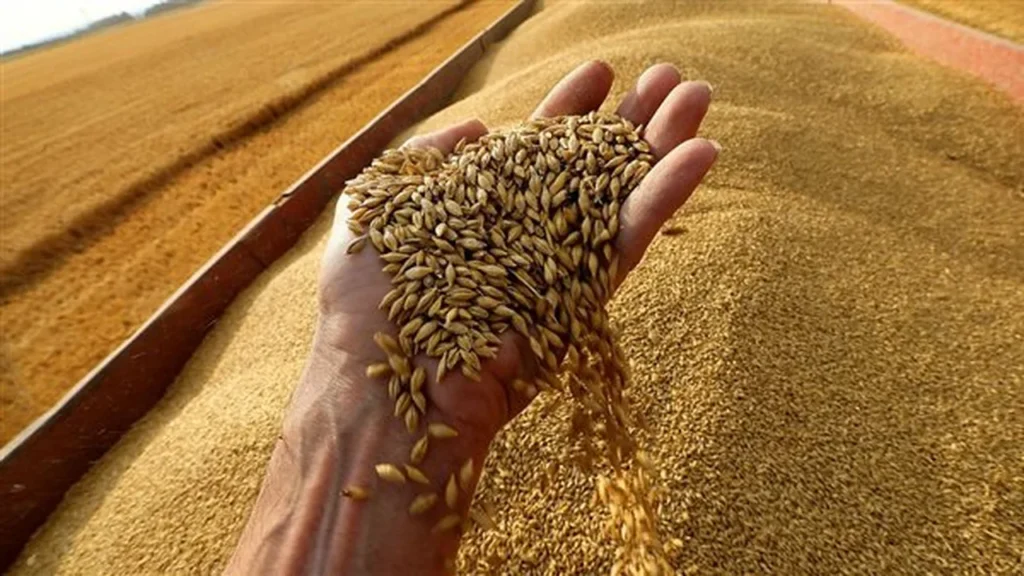 تحرك الأسعار.. طلب قوي من السعودية والجزائر يرفع قيمة القمح في أوروبا